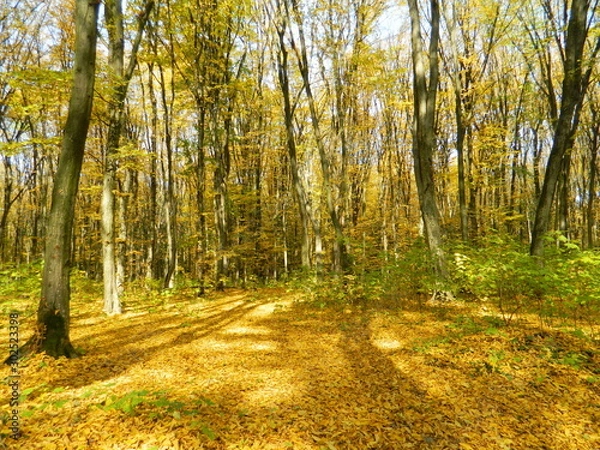 Obraz Autumn forest bathed in sunlight.