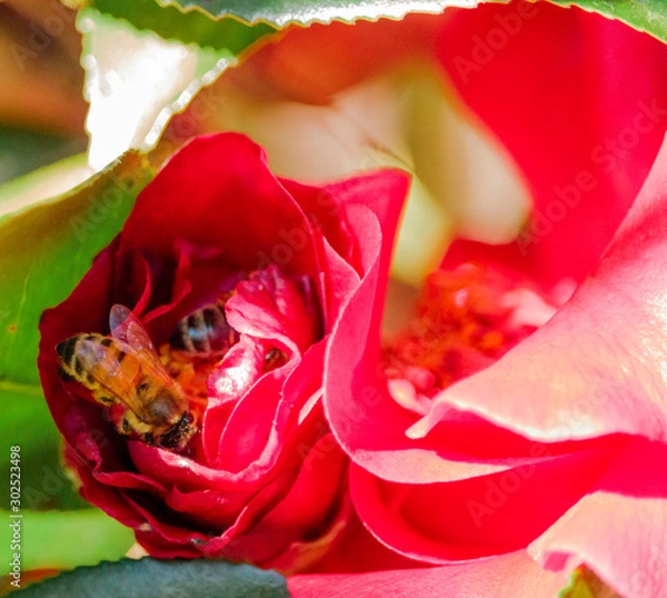 Obraz flower with bees