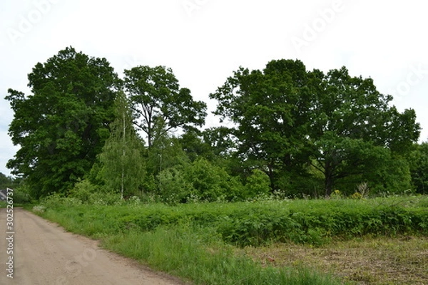 Fototapeta road in the forest