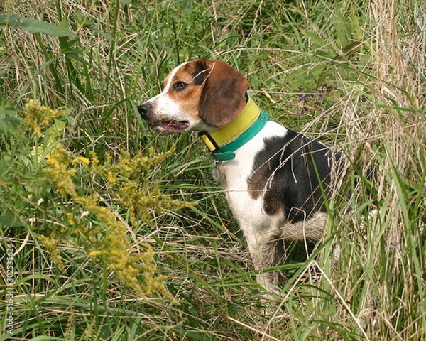 Obraz huntingdog1