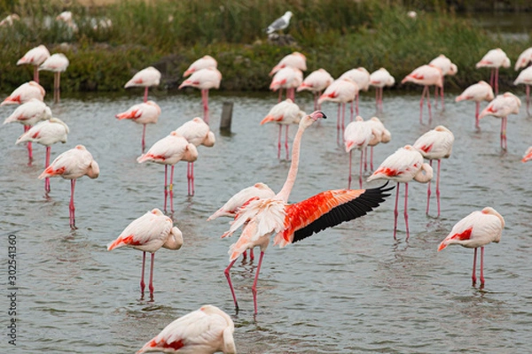 Obraz Great flamingo bird opening his wings on a sleeping flamingo group on a lake in La Camargue wetlands