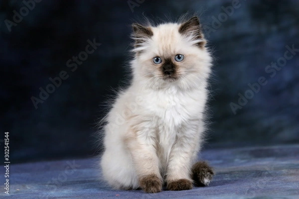 Obraz Kitten Portrait 2