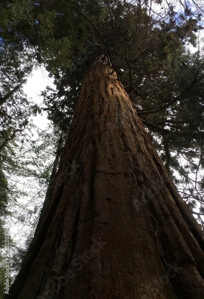 Obraz Rising mighty sequoia tree trunks