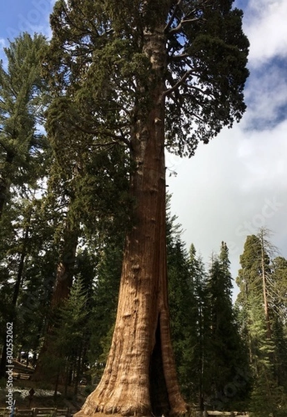 Obraz Rising mighty sequoia tree trunks