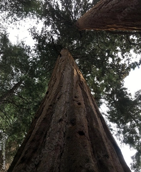 Obraz Rising mighty sequoia tree trunks