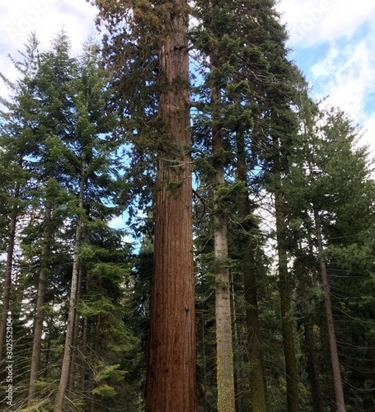 Obraz Rising mighty sequoia tree trunks