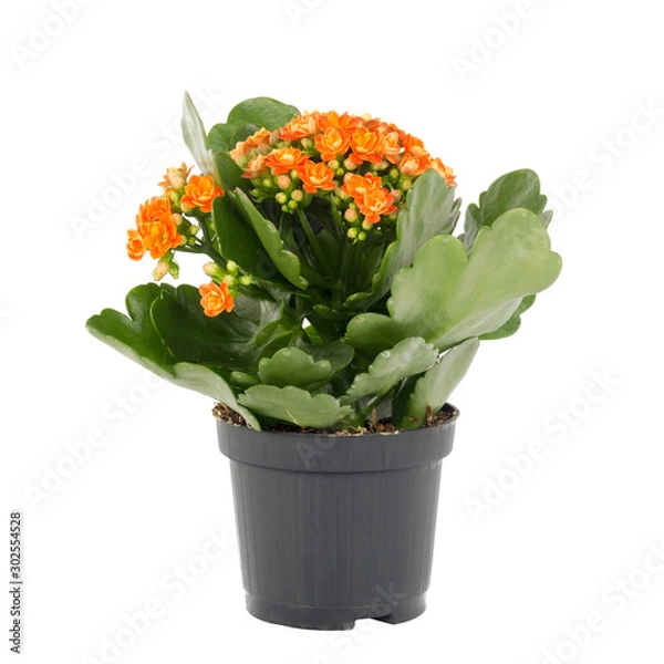 Fototapeta items on perfect white background