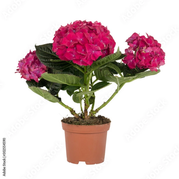 Fototapeta items on perfect white background