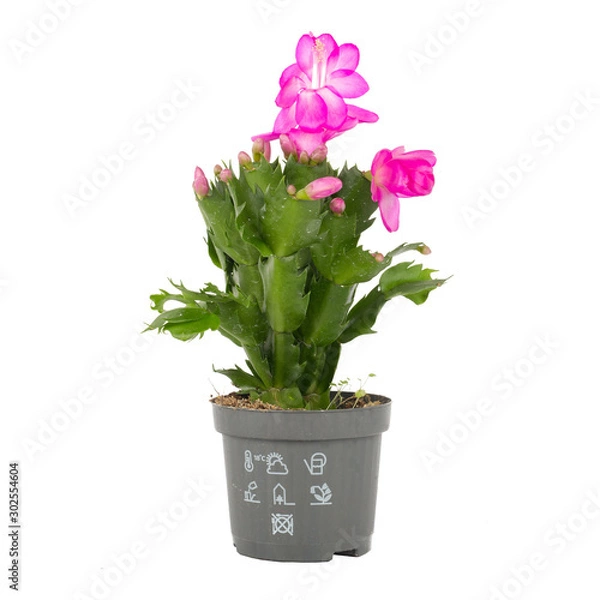 Fototapeta items on perfect white background