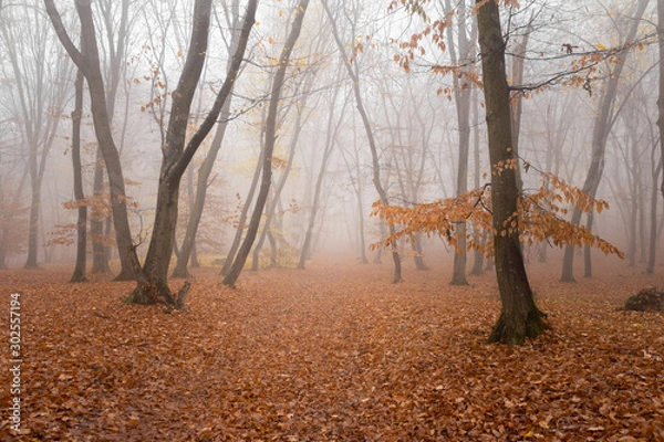 Obraz Hoia Baciu Forest in a autumn foggy day- World’s Most Haunted Forest with a reputation for many intense paranormal activity and unexplained events. Cluj-Napoca, Transylvania, Romania