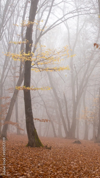 Fototapeta Hoia Baciu Forest in a autumn foggy day- World’s Most Haunted Forest with a reputation for many intense paranormal activity and unexplained events. Cluj-Napoca, Transylvania, Romania