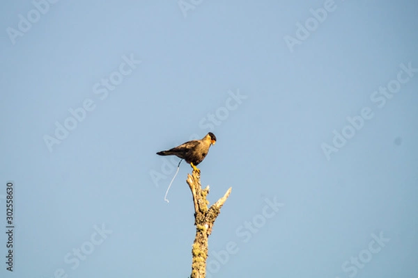 Obraz caracara eagle in tree, wow just in time