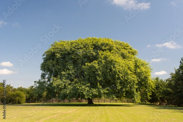Obraz Beautiful front view of a huge Tipa tree (tipuana tipu) surrounded by recently cut green grass in a sunny day. Very peaceful environment in the countryside. Rural scene. Colon, Entre Rios, Argentina