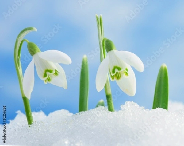 Obraz Snowdrops in snow