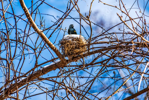 Fototapeta Red Wing Blackbird in the nest