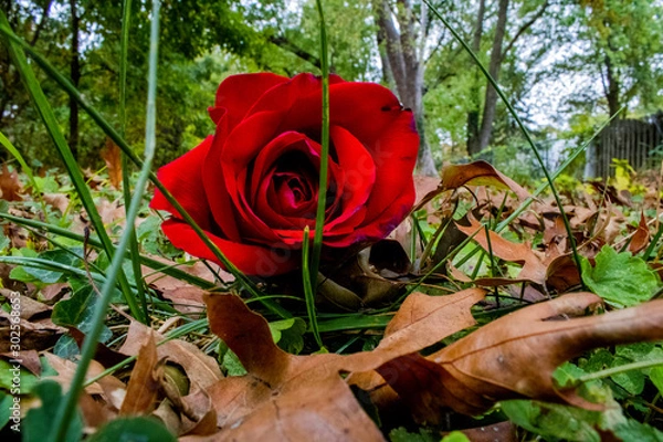 Obraz red rose in the garden