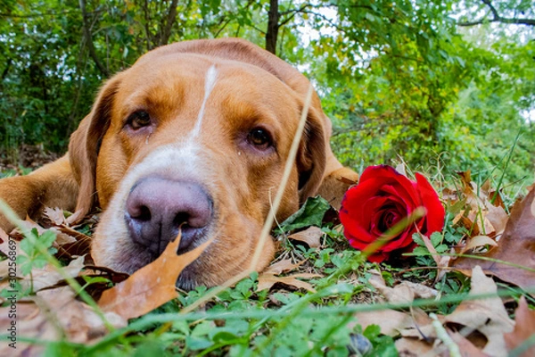Obraz dog lying on grass