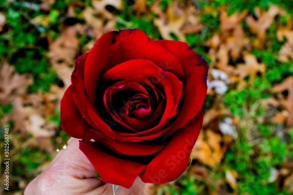 Obraz red rose