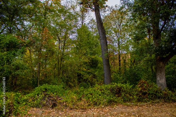 Fototapeta path in the forest