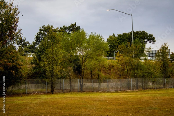 Obraz trees in the park