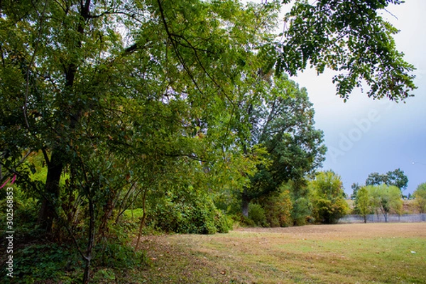 Obraz trees in the park
