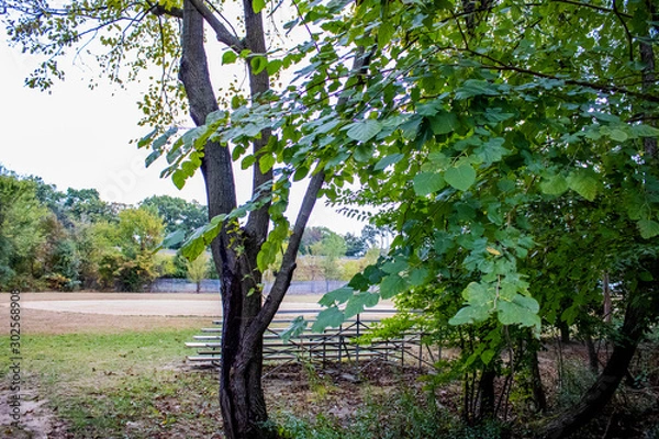 Obraz tree in the park
