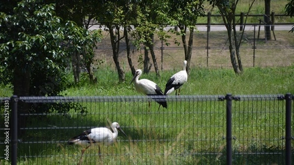 Fototapeta コウノトリ