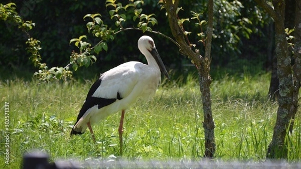 Fototapeta コウノトリ