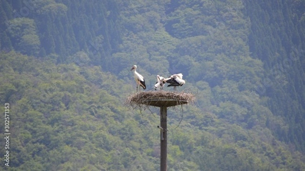 Fototapeta コウノトリ