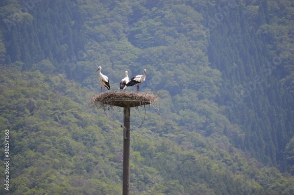 Fototapeta コウノトリ