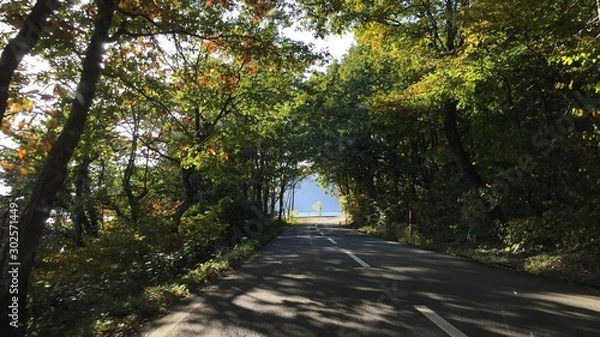 Fototapeta 緑のトンネル