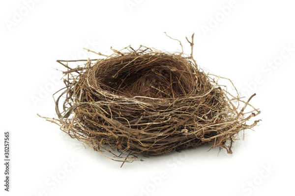 Obraz Puste gniazdo ptaków