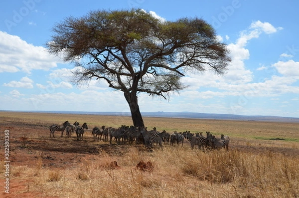 Obraz Herd of African zebras standing in the shade of a large tree in Tanzania.