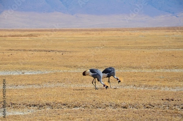Obraz Pair of African Crowed Cranes eating from the ground during the dry season in Tanzania.