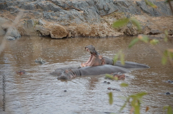 Obraz Small group of African hippopotamus in the water in their natural habitat.
