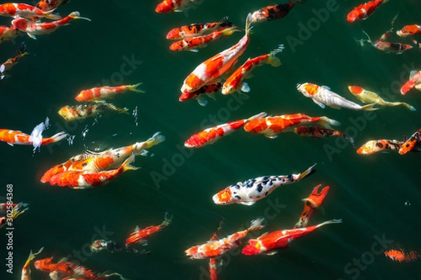 Obraz Colorful Fancy Koi Carp Fishes