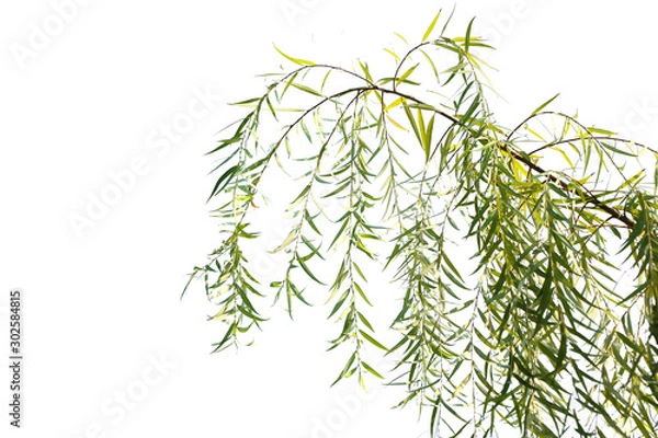 Fototapeta Long drooping branches of weeping willow tree isolated on white background..