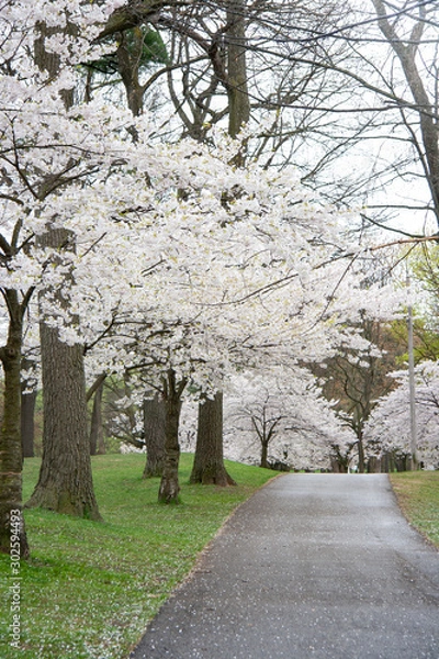 Fototapeta Sakura cherry tree at park