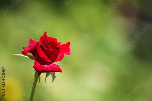 Fototapeta Fresh red rose green background