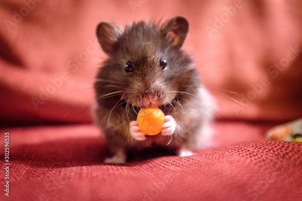 Obraz Cute Hamster Eating