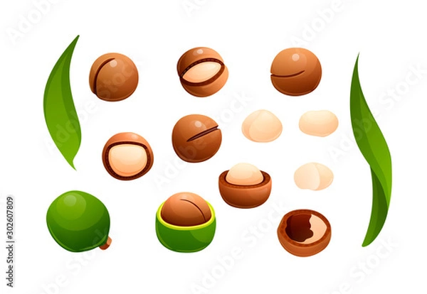 Fototapeta Macadamia nut set, different views, raw and hulled