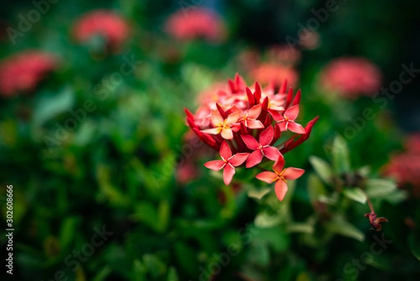 Fototapeta Close-up of red needle flowers with blurred background in dark green as copy space.