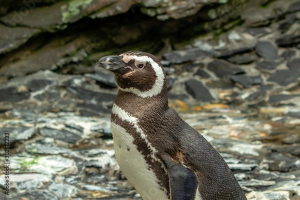 Obraz Magellanic penguin posing for photo