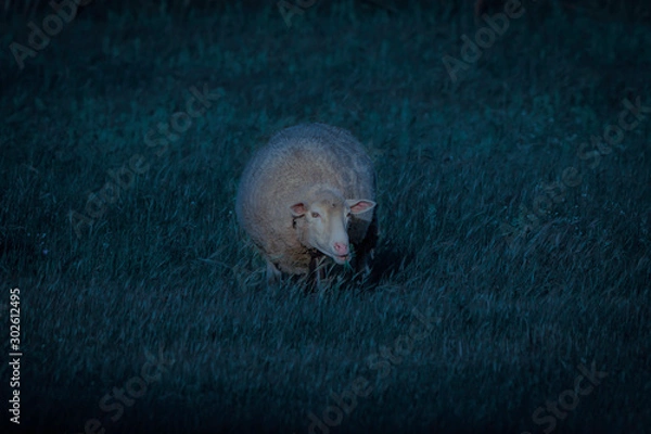 Obraz Focus on the sheep