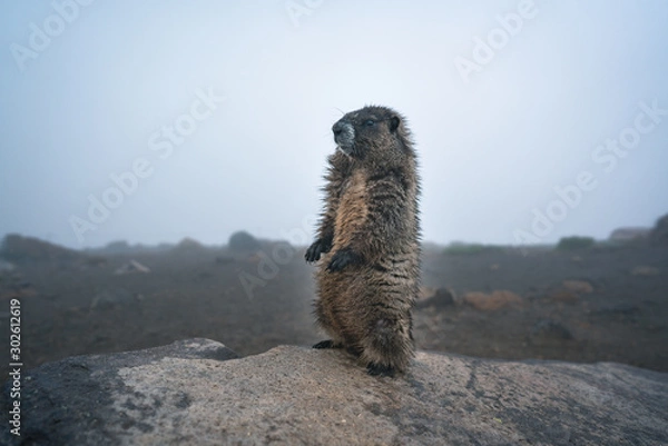 Fototapeta A marmot standing on the rock in a foggy forest. Mount Rainier National Park, Washington, United States.a marmot standing on the rock in foggy forest.