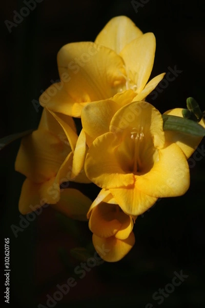 Obraz Yellow flowers