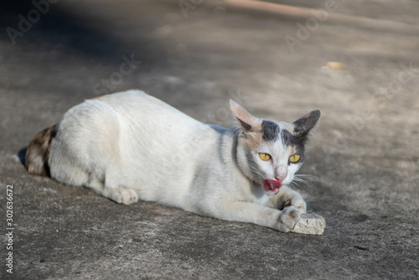 Fototapeta Portrait of white cat with spot lay on the floor, close up Thai cat