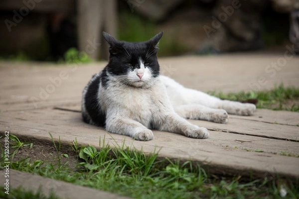 Fototapeta Rustic cat resting in the fresh air in the yard of a private house
