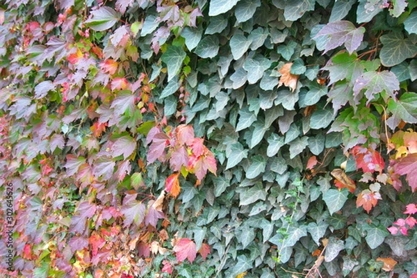 Fototapeta Autumn colourful leaves background pattern