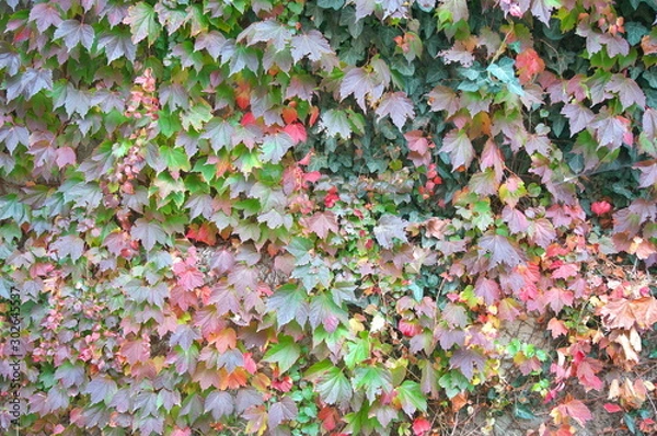 Fototapeta Autumn colourful leaves background pattern